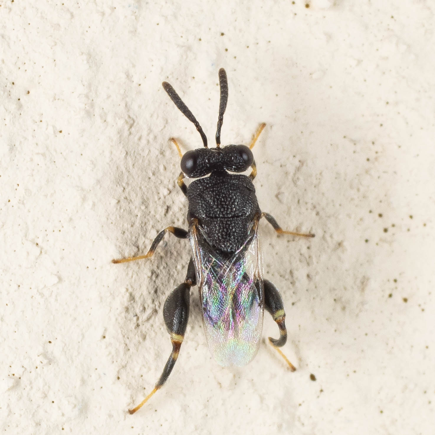 Chalcididae: Brachymeria?